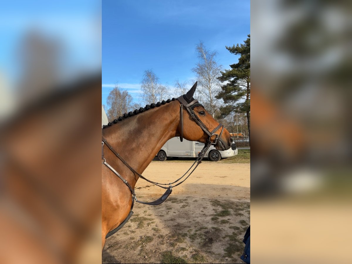 Holsteiner Wallach 11 Jahre 162 cm Brauner in Ahnsbeck