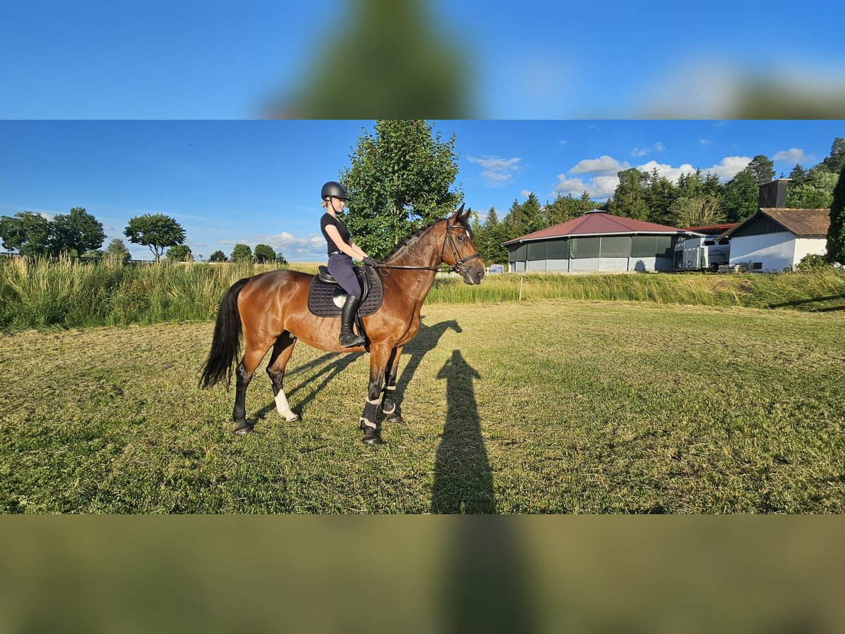 Holsteiner Wallach 11 Jahre 165 cm Brauner in Fluorn-Winzeln