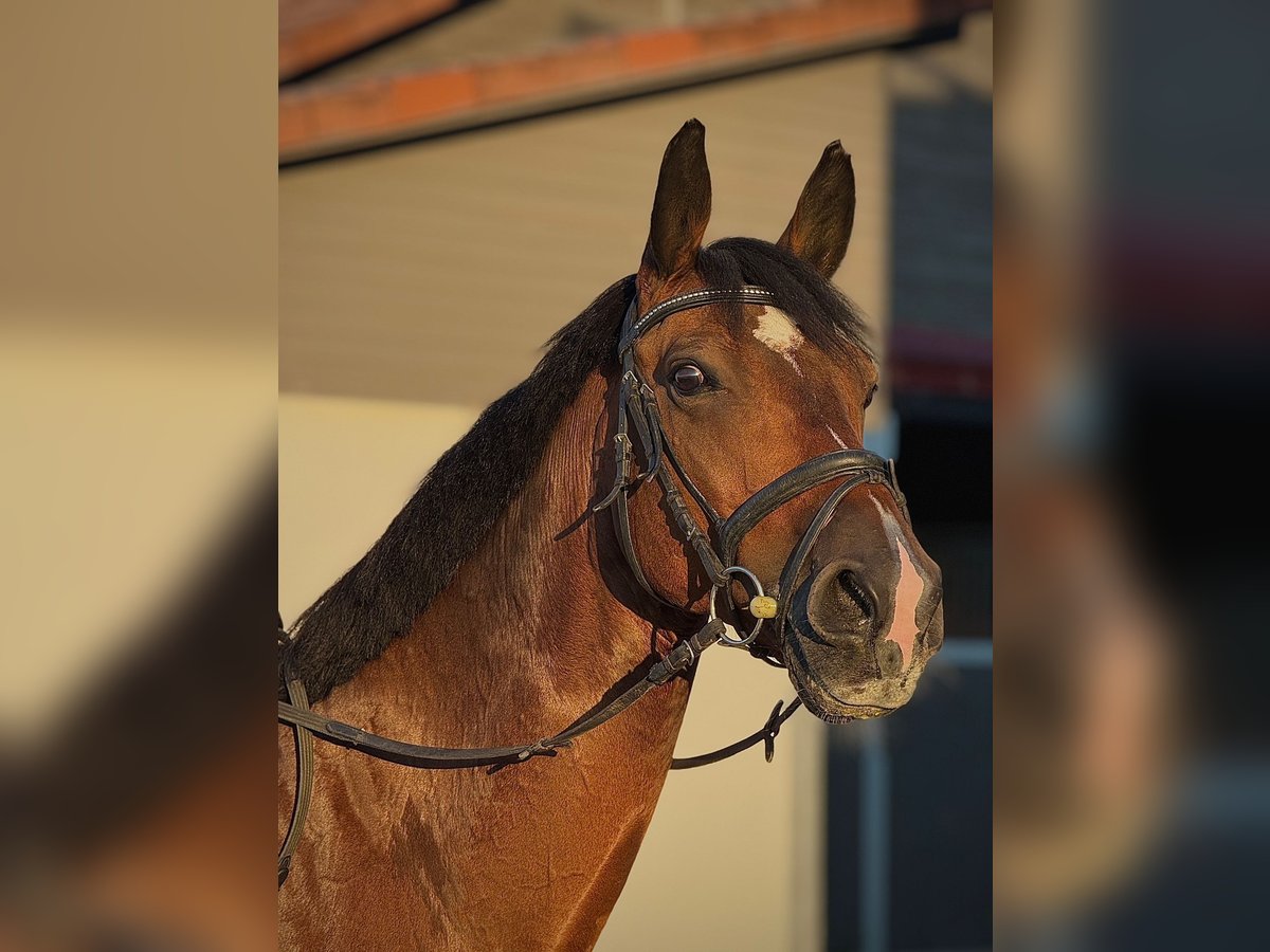 Holsteiner Wallach 11 Jahre 165 cm Brauner in Fluorn-Winzeln