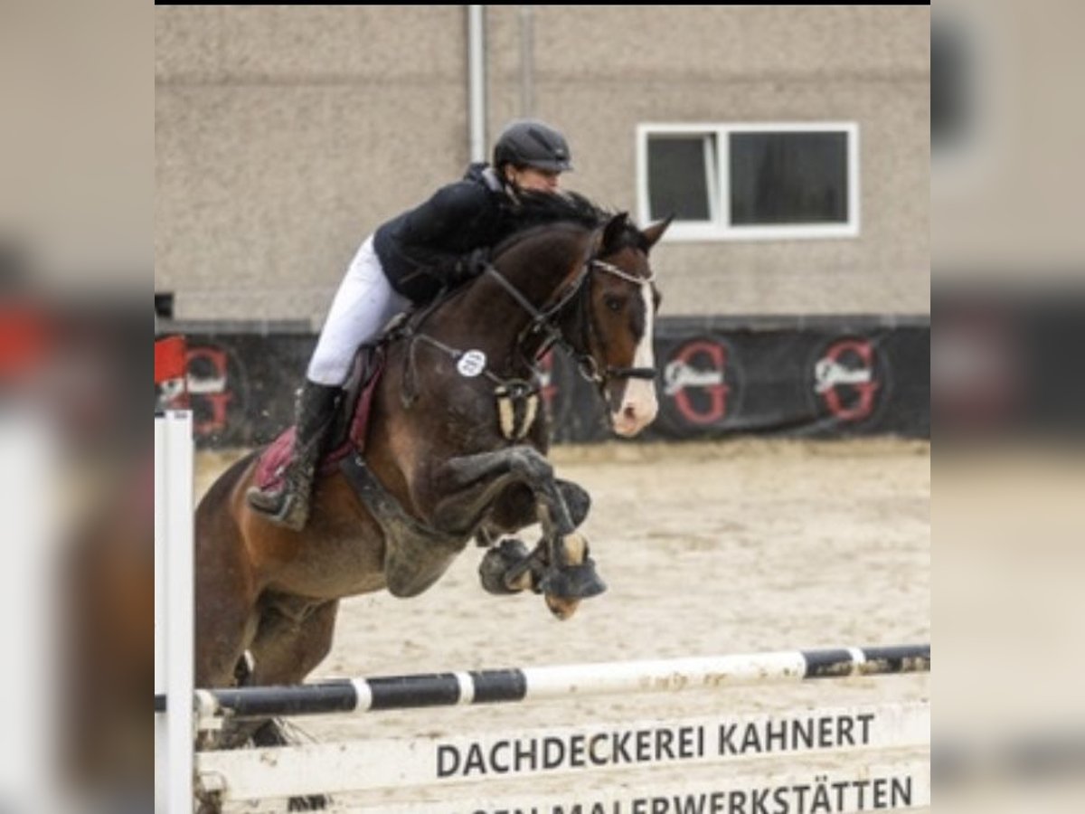 Holsteiner Wallach 11 Jahre 165 cm Dunkelbrauner in Erftstadt