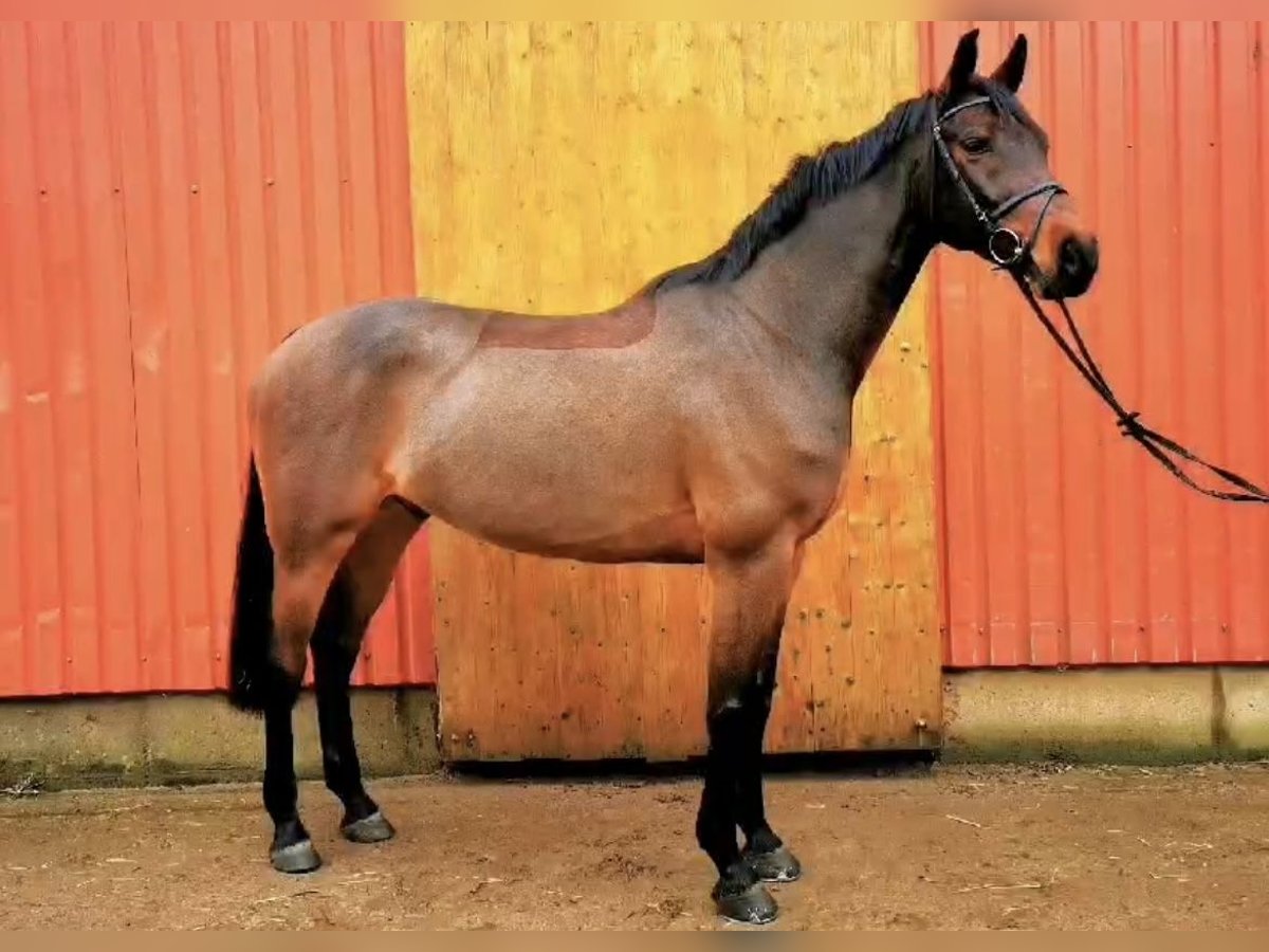 Holsteiner Wallach 11 Jahre 167 cm Brauner in Uelzen