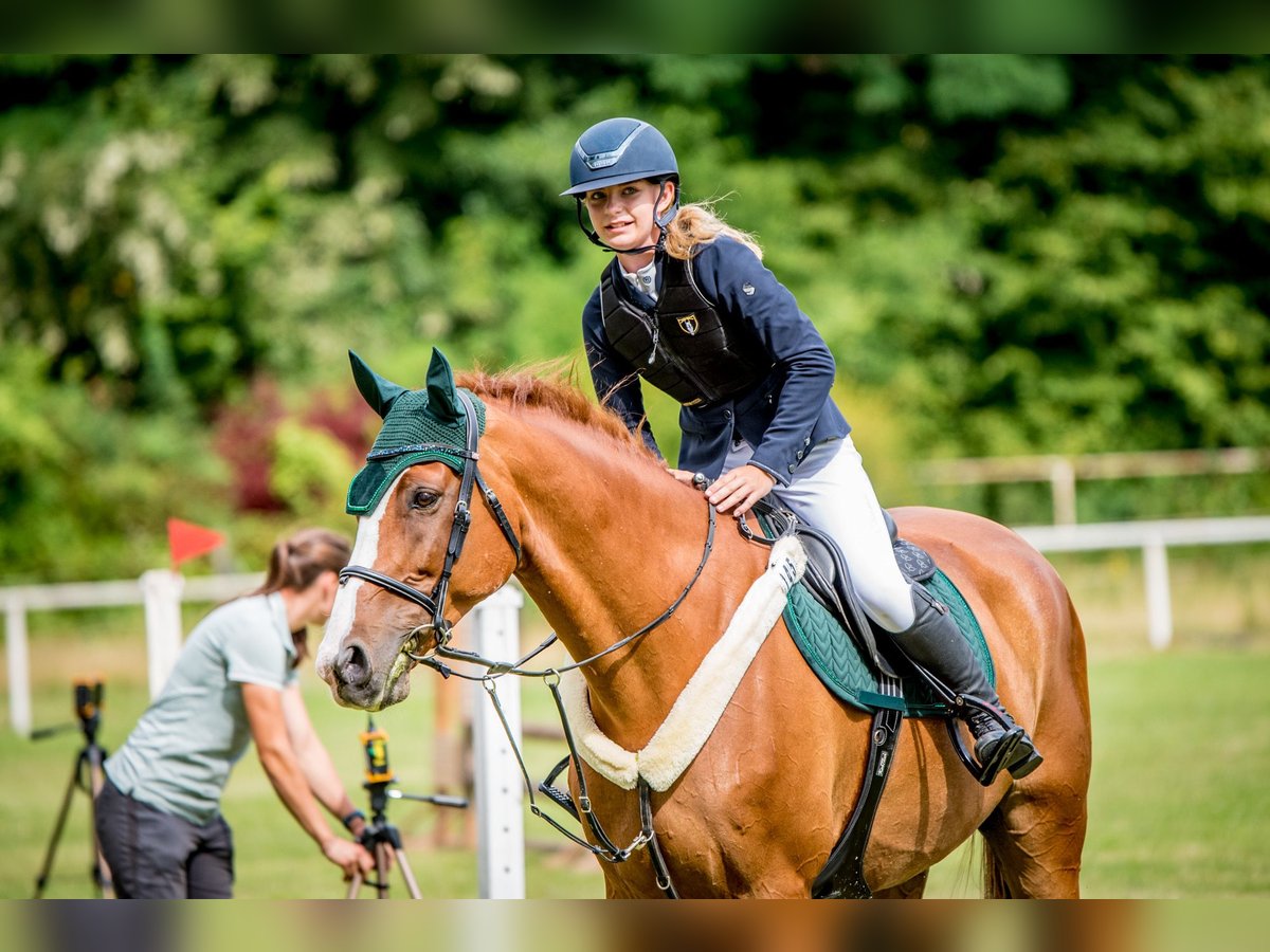 Holsteiner Wallach 11 Jahre 169 cm Fuchs in Prague