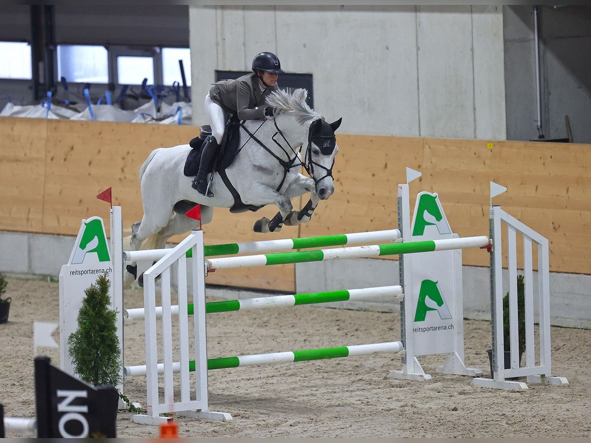 Holsteiner Wallach 11 Jahre 170 cm Schimmel in Winkel