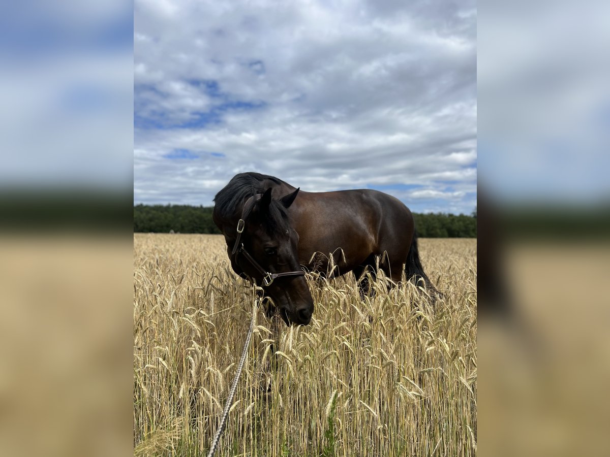 Holsteiner Wallach 11 Jahre 170 cm Schwarzbrauner in Sande Mariensiel