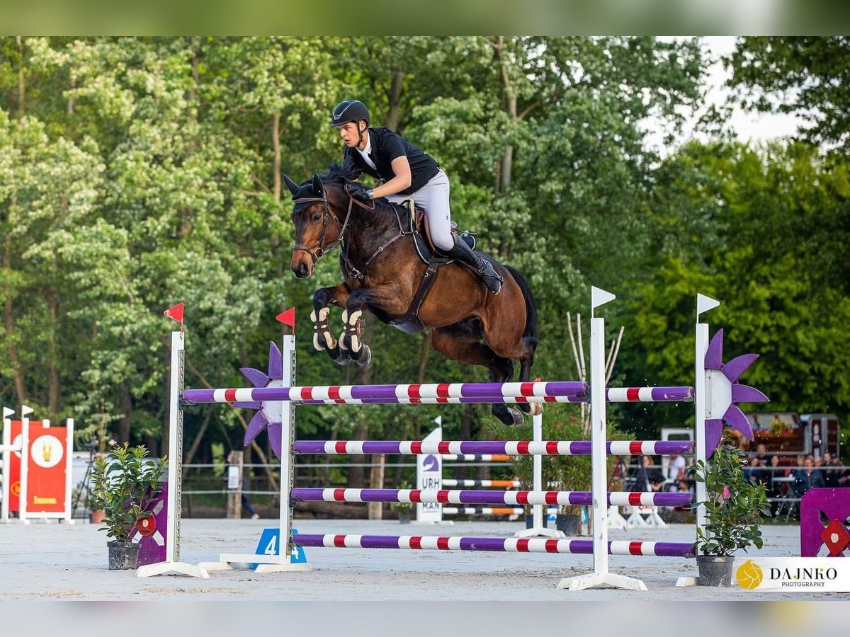 Holsteiner Wallach 11 Jahre 172 cm Rotbrauner in Maribor