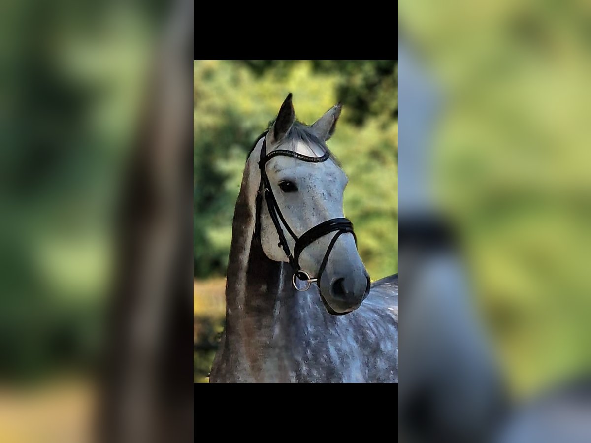Holsteiner Wallach 11 Jahre 172 cm Schimmel in Wesel