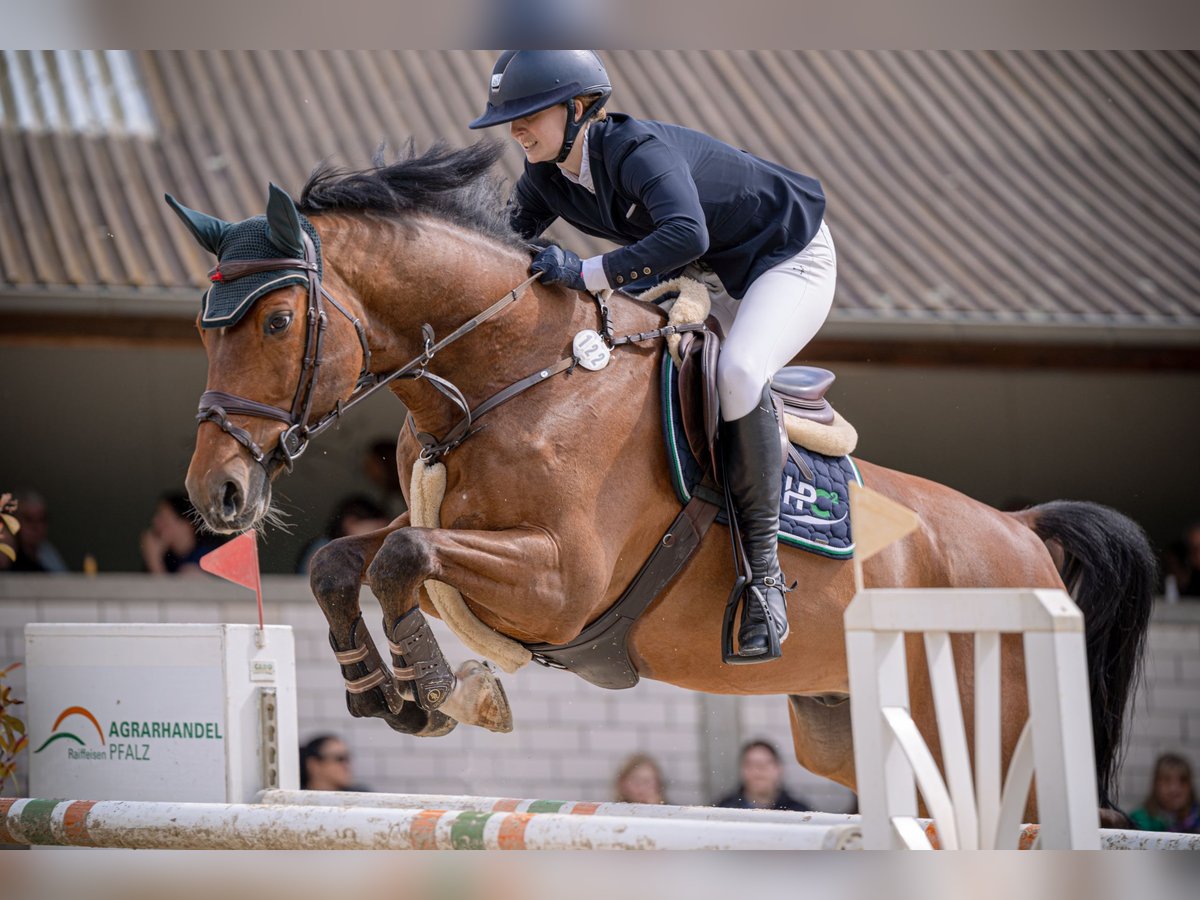 Holsteiner Wallach 11 Jahre 173 cm Brauner in Griesheim