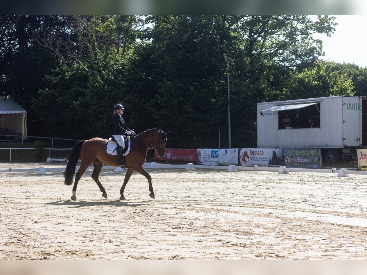 Holsteiner Wallach 11 Jahre 174 cm Brauner in Lyhren