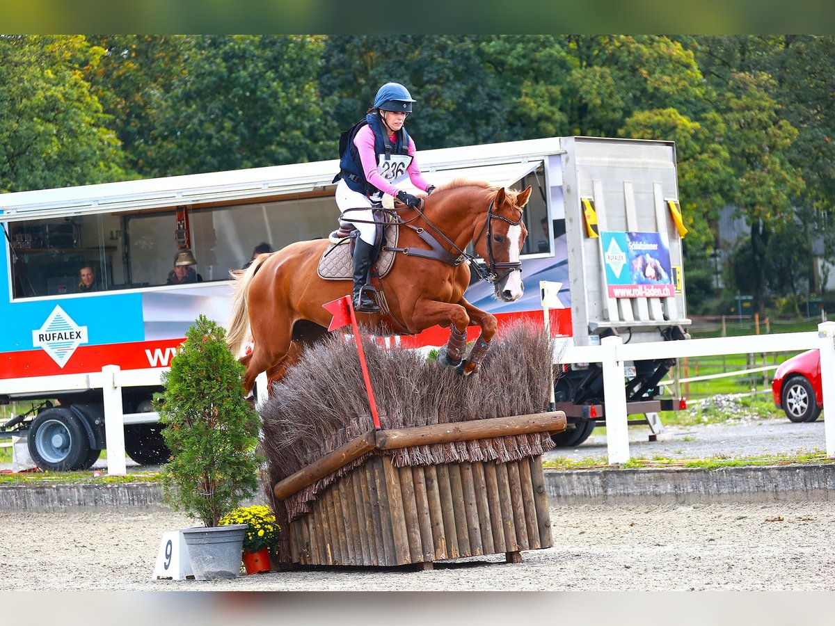 Holsteiner Wallach 11 Jahre 174 cm Fuchs in B&#xFC;ttenhardt