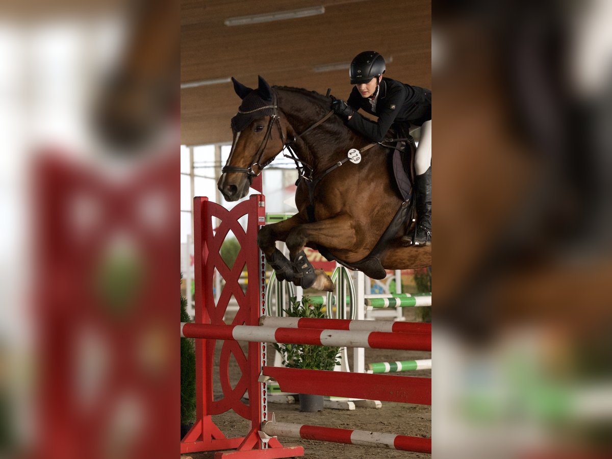 Holsteiner Wallach 11 Jahre 174 cm Hellbrauner in Neustadt/Dosse