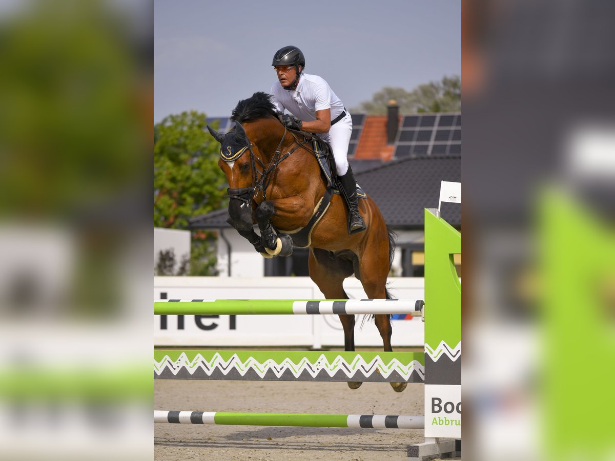 Holsteiner Wallach 11 Jahre 176 cm Brauner in Gundelfingen an der Donau