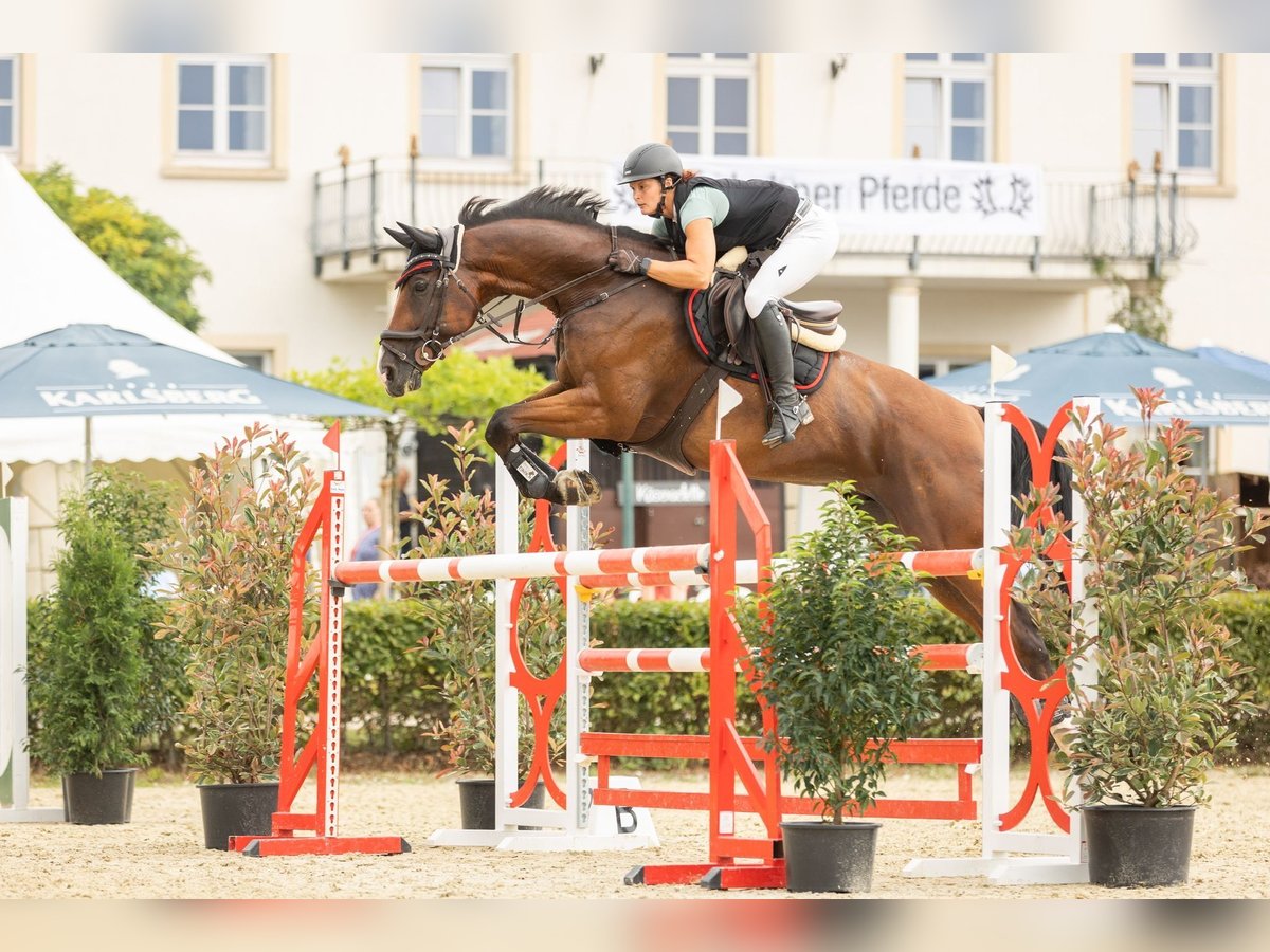 Holsteiner Wallach 11 Jahre 176 cm Brauner in Käshofen