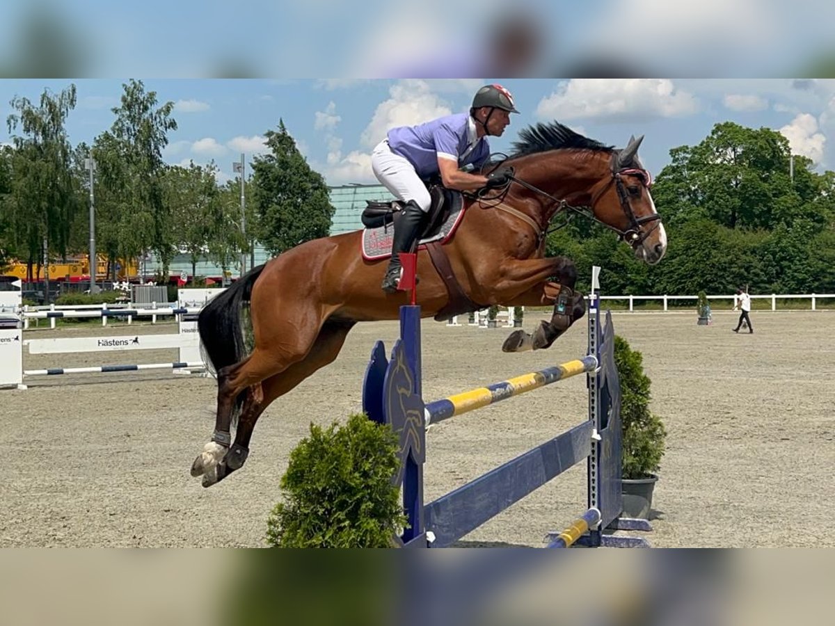 Holsteiner Wallach 11 Jahre Brauner in Interlaken