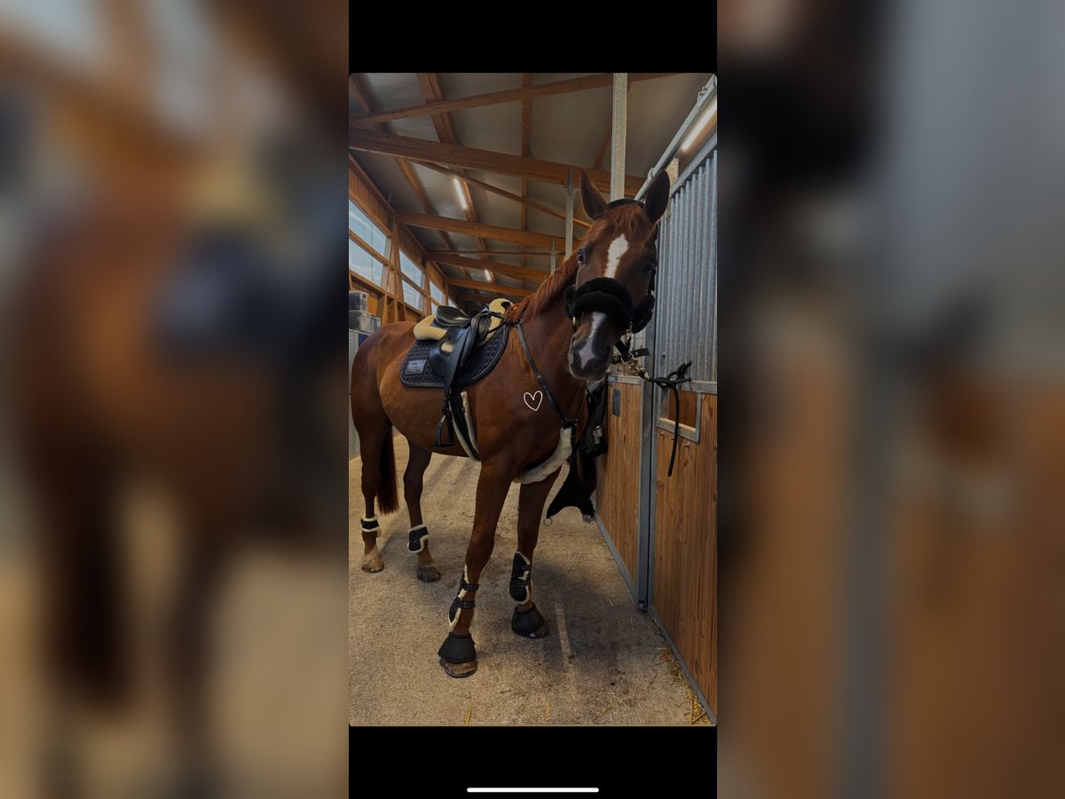 Holsteiner Wallach 12 Jahre 167 cm Fuchs in Niederstetten