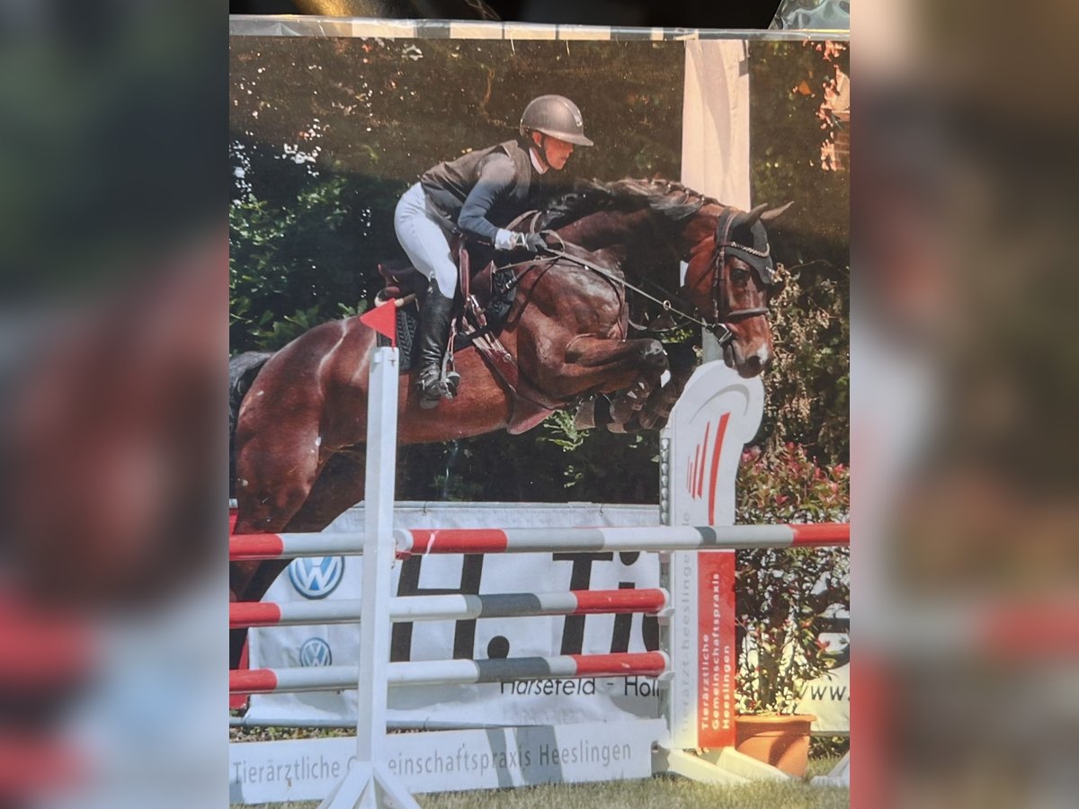 Holsteiner Wallach 12 Jahre 170 cm Dunkelbrauner in Engelschoff