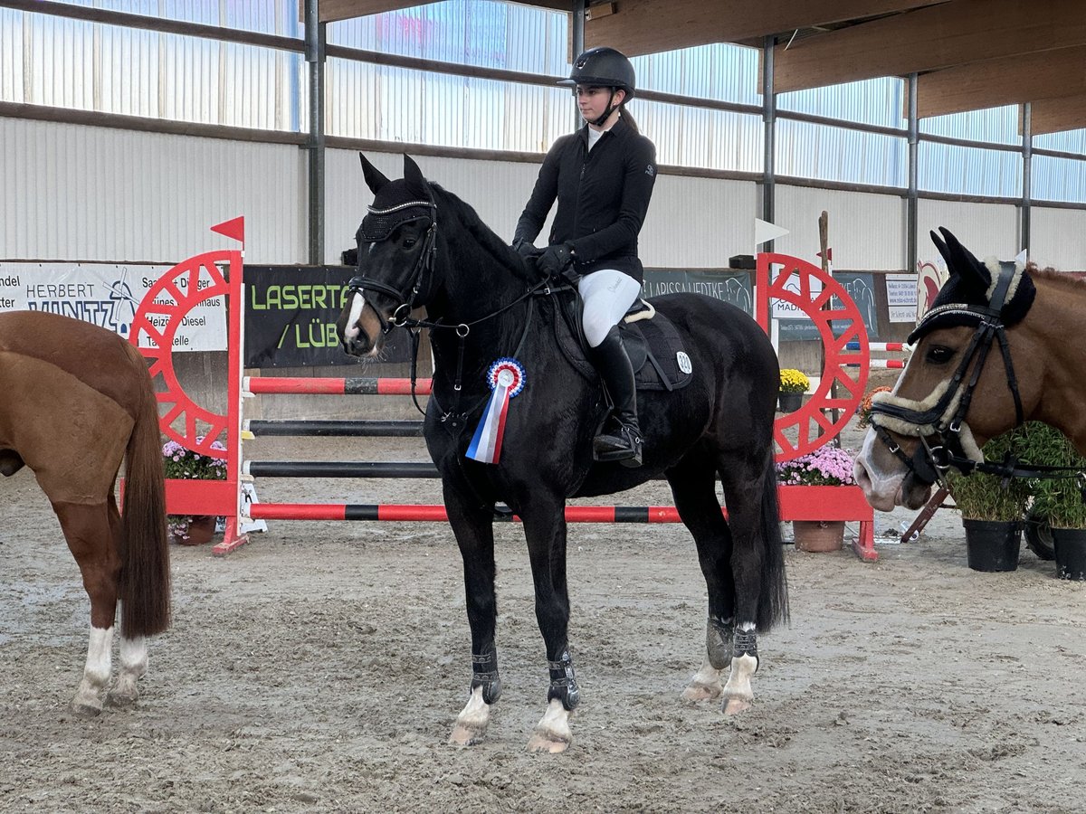 Holsteiner Wallach 12 Jahre 170 cm Rappe in Krummesse