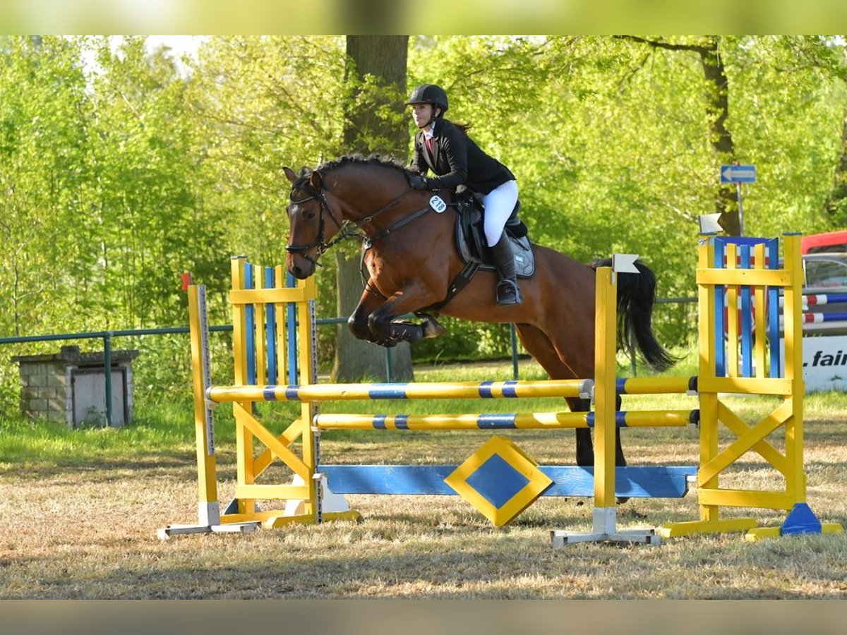 Holsteiner Wallach 12 Jahre 171 cm Brauner in L&#xFC;dersfeld