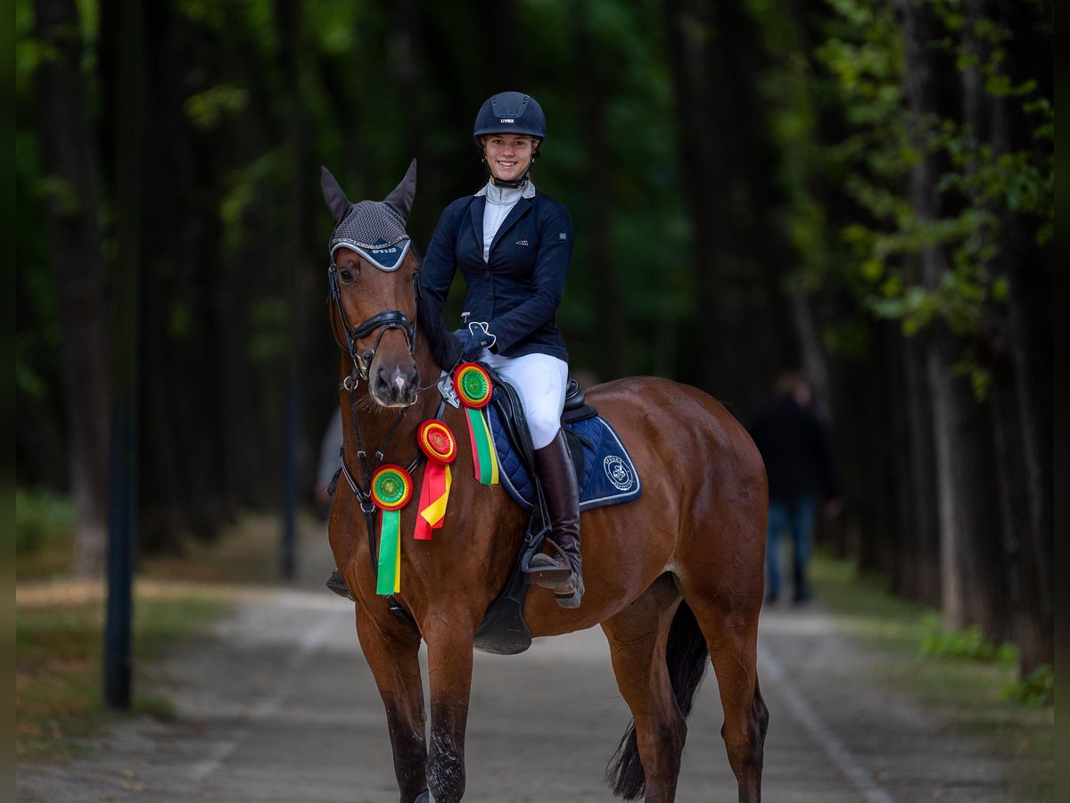 Holsteiner Wallach 12 Jahre 175 cm Brauner in Willich