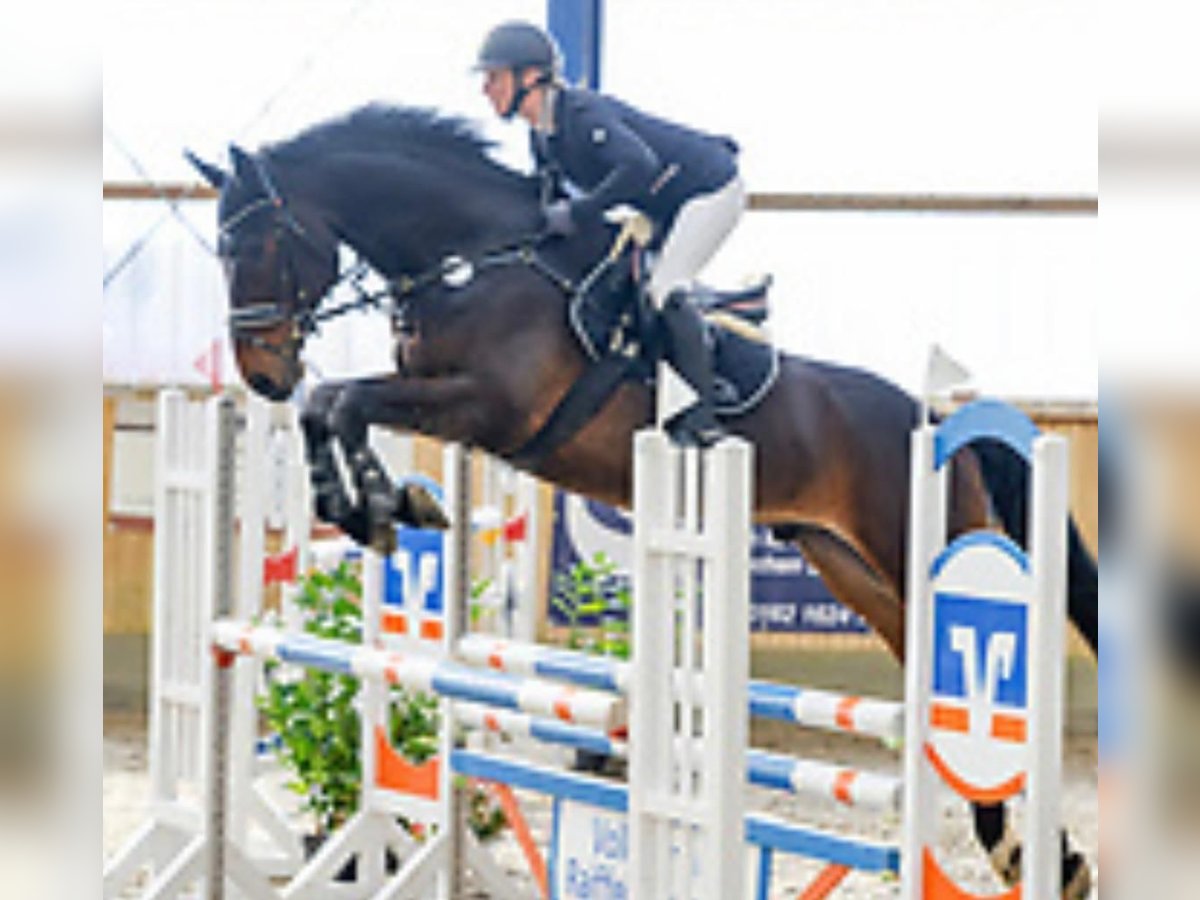 Holsteiner Wallach 12 Jahre 175 cm Dunkelbrauner in Süderlügum