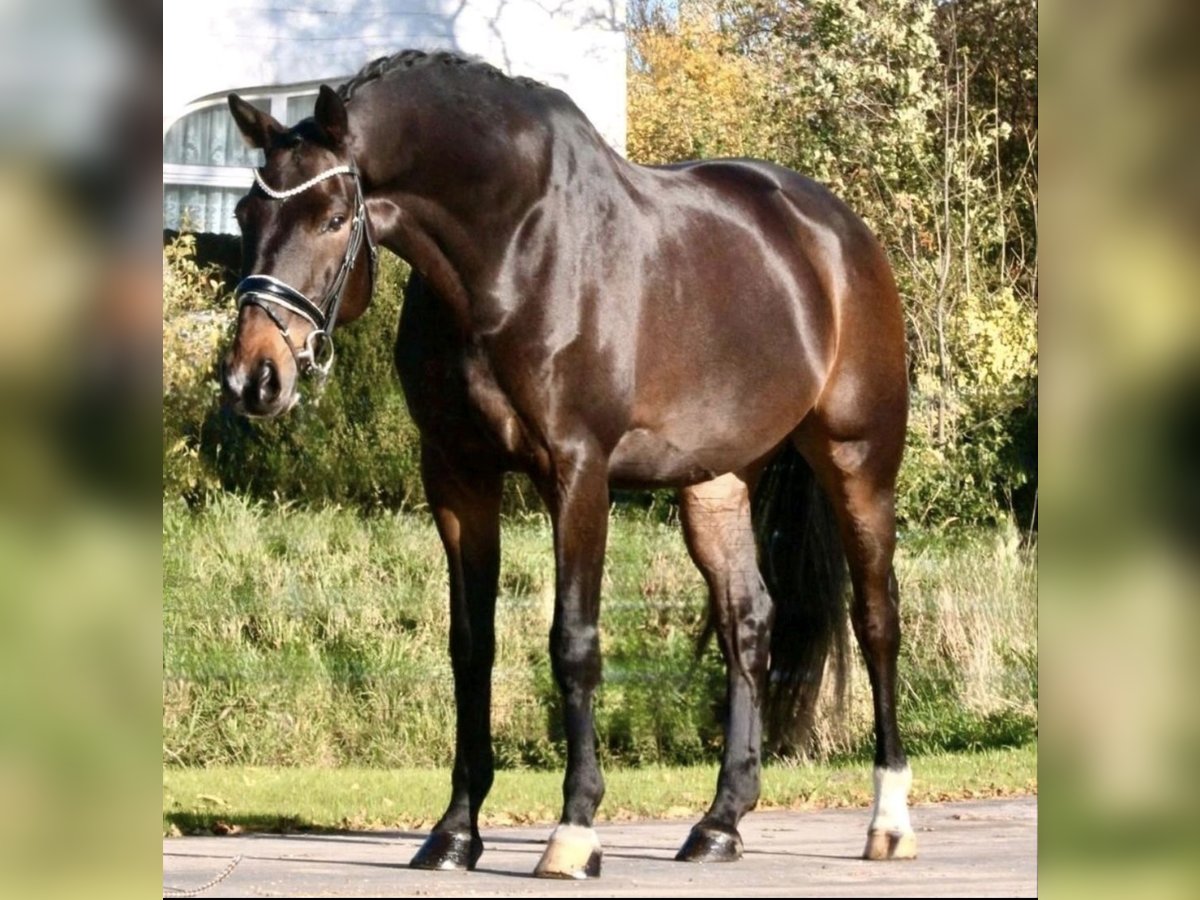 Holsteiner Wallach 12 Jahre 175 cm Schwarzbrauner in Oyten