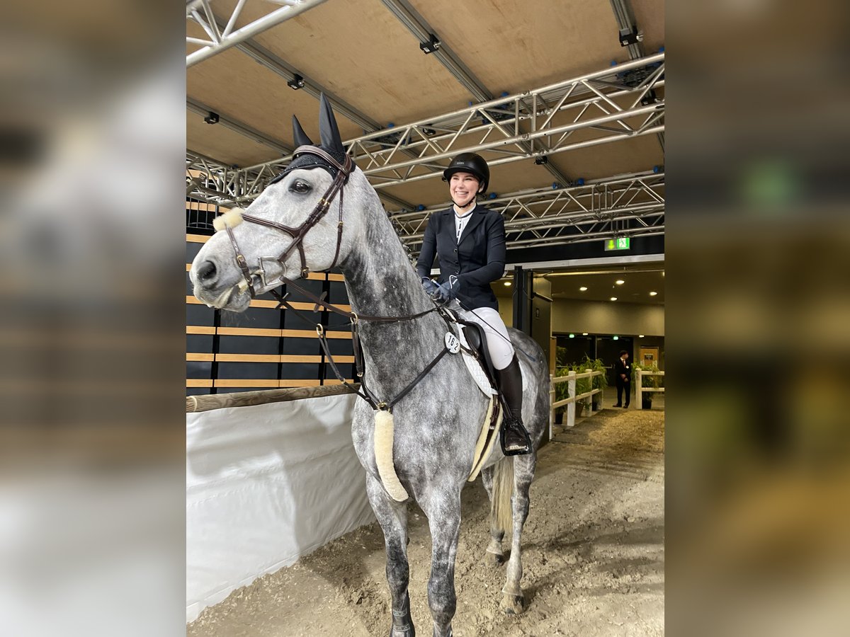 Holsteiner Wallach 12 Jahre 180 cm Apfelschimmel in Neuschoo