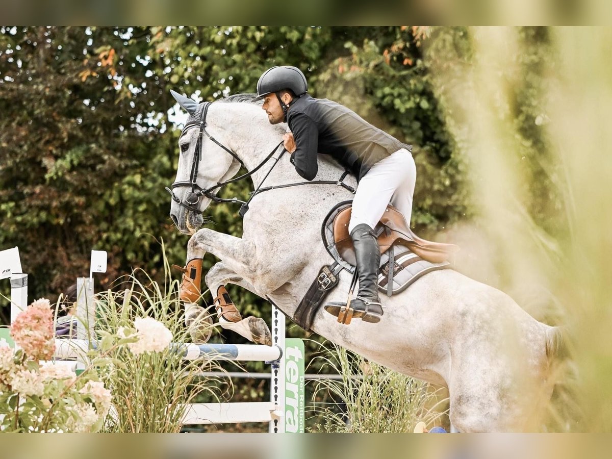 Holsteiner Wallach 12 Jahre 180 cm Schimmel in Hochdorf