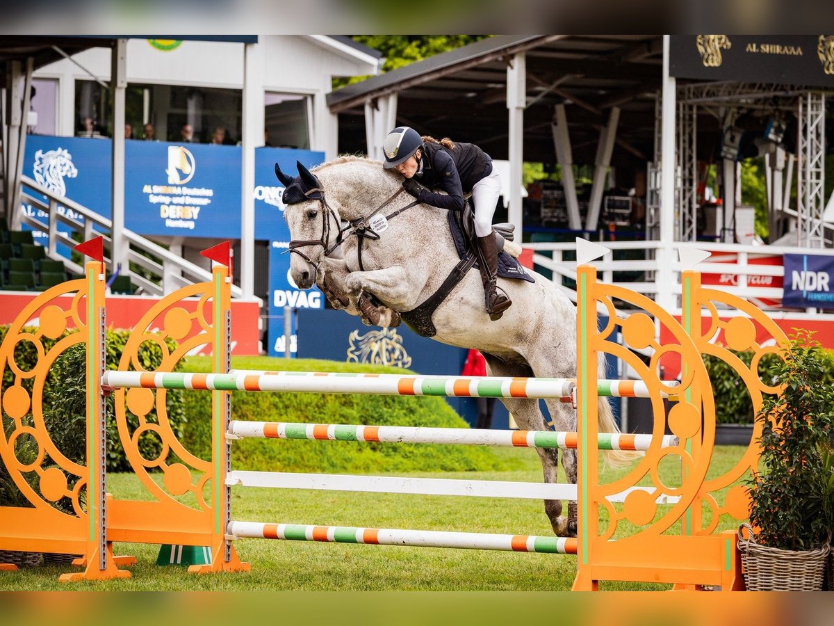 Holsteiner Wallach 12 Jahre Fliegenschimmel in Mustin
