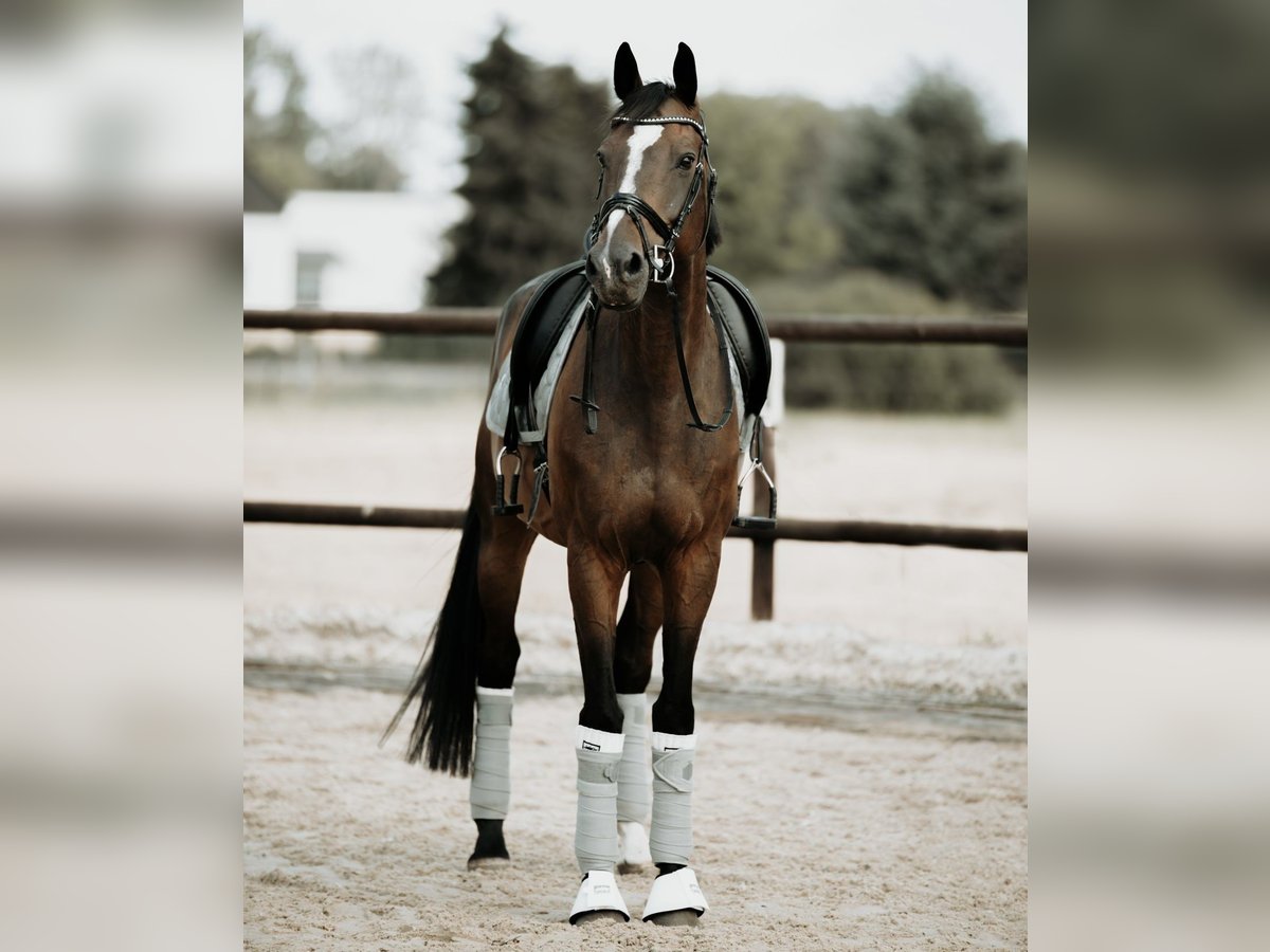 Holsteiner Wallach 13 Jahre 165 cm Dunkelbrauner in Neuss