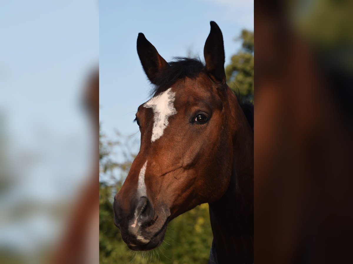 Holsteiner Wallach 13 Jahre 168 cm Brauner in Bad Gandersheim