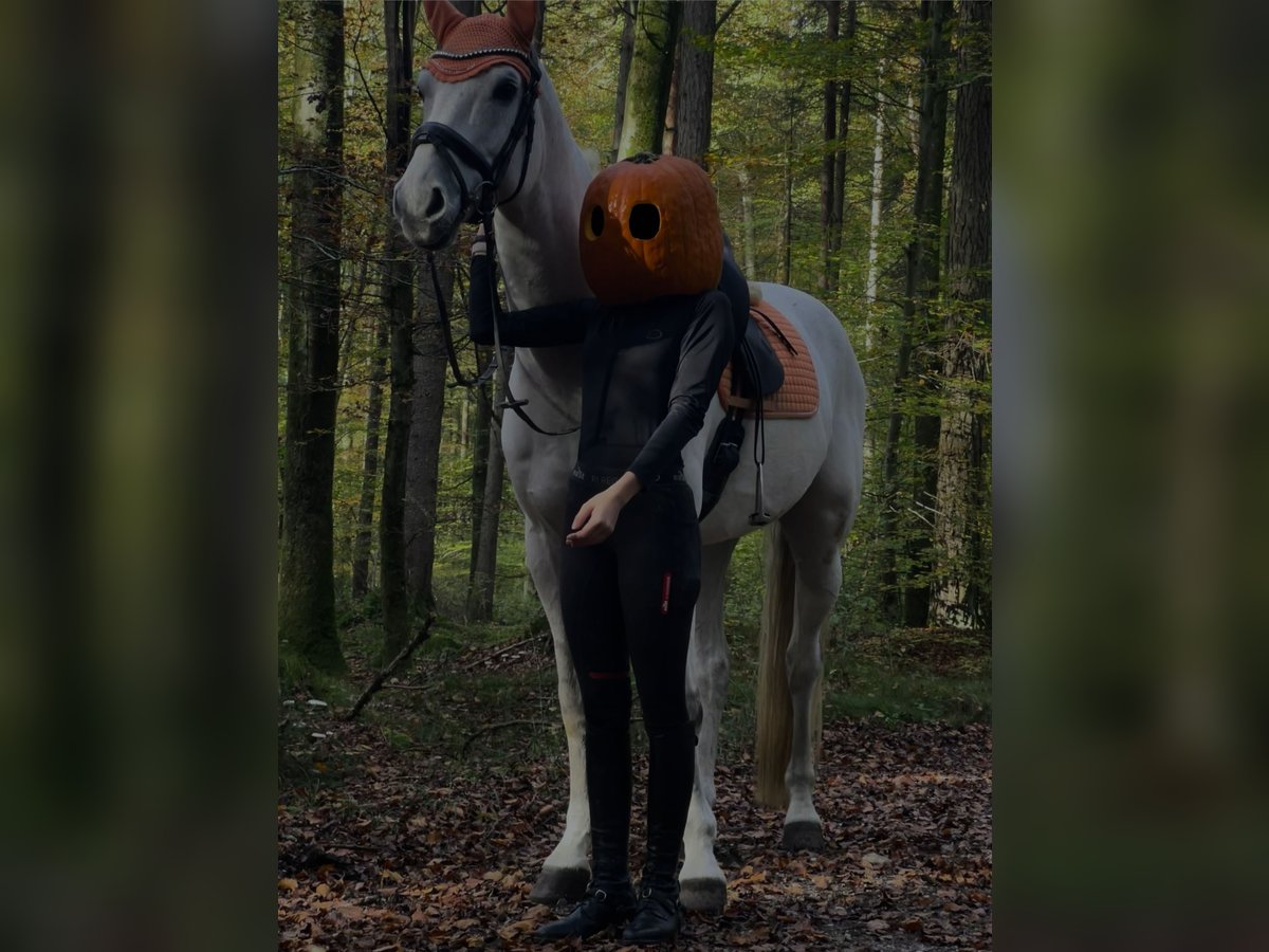 Holsteiner Wallach 13 Jahre 168 cm Schimmel in Marktl