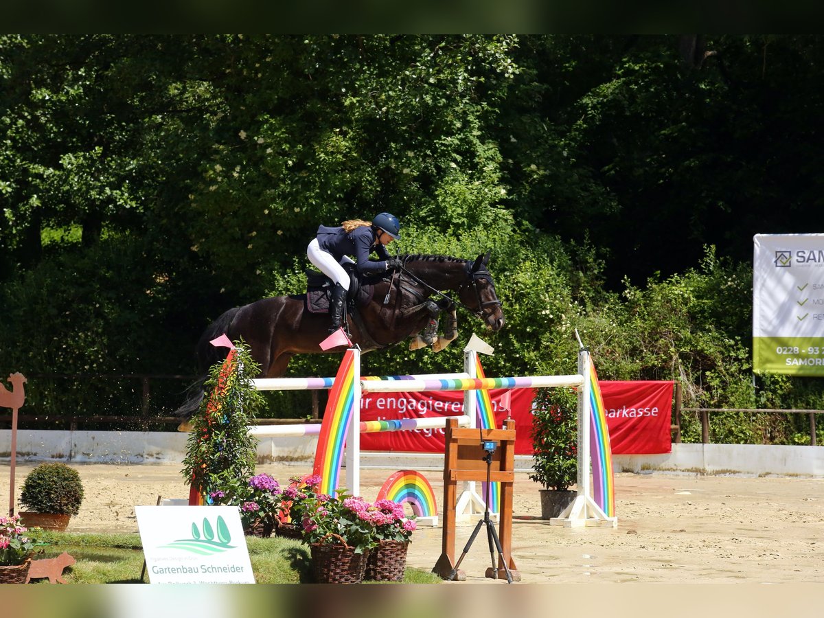Holsteiner Wallach 13 Jahre 168 cm Schwarzbrauner in T&#xF6;nisvorst