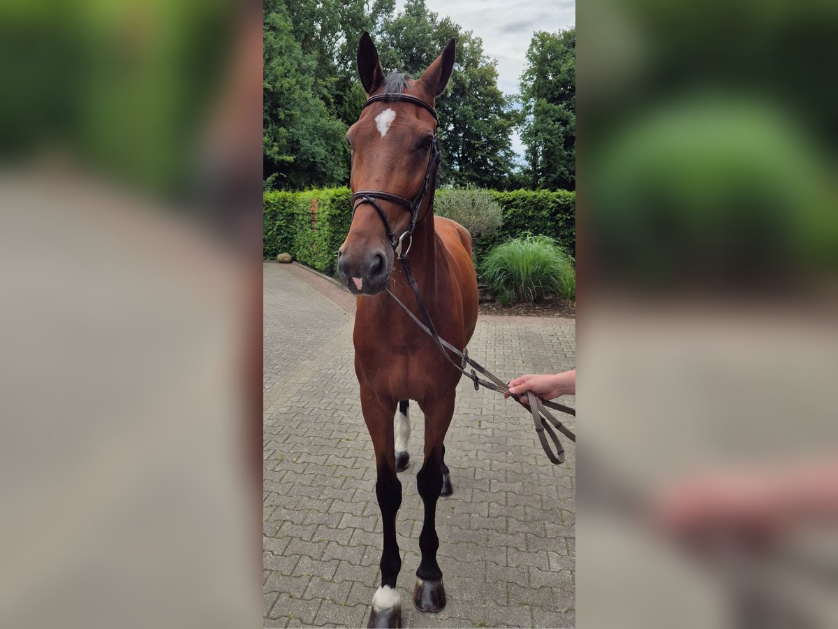 Holsteiner Wallach 13 Jahre 172 cm Brauner in Gronau (Westfalen)