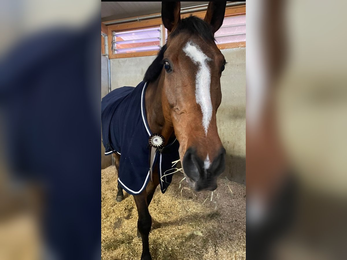 Holsteiner Wallach 13 Jahre 174 cm Brauner in Mettmenstetten