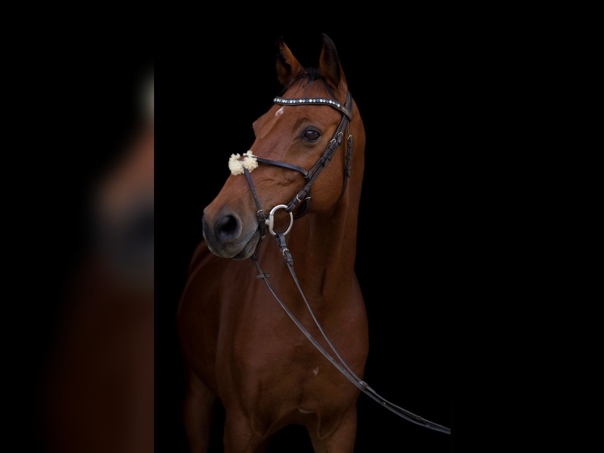 Holsteiner Wallach 14 Jahre 165 cm Brauner in Neustadt an der Donau