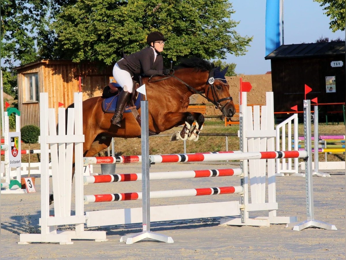 Holsteiner Wallach 14 Jahre 168 cm Brauner in Freystadt