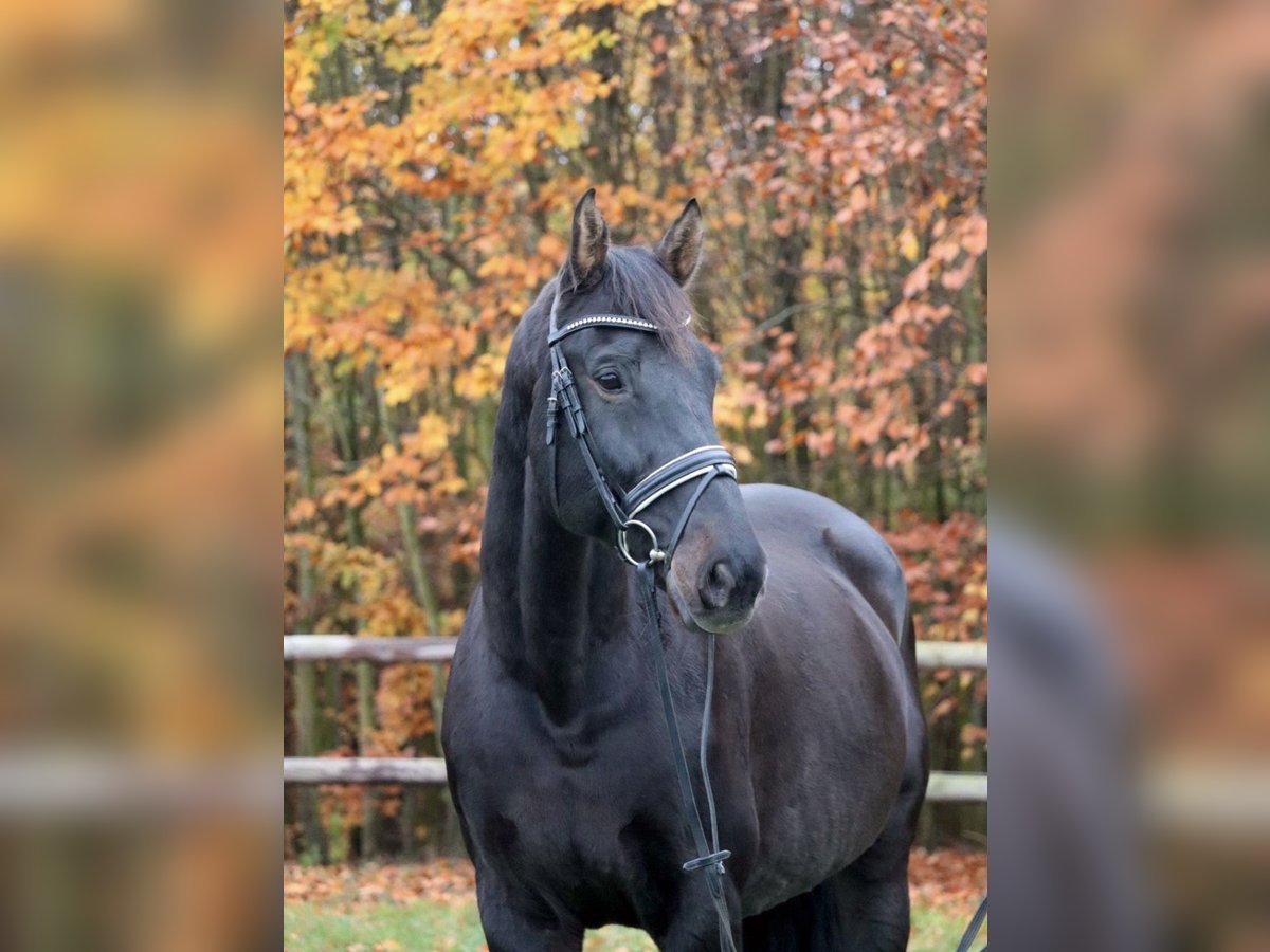 Holsteiner Wallach 14 Jahre 168 cm Dunkelbrauner in Klein Pampau