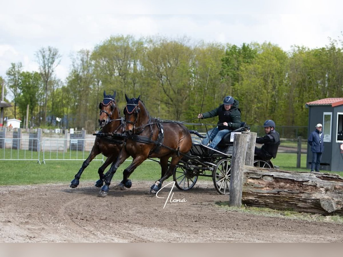 Holsteiner Wallach 14 Jahre 170 cm Brauner in Heijen