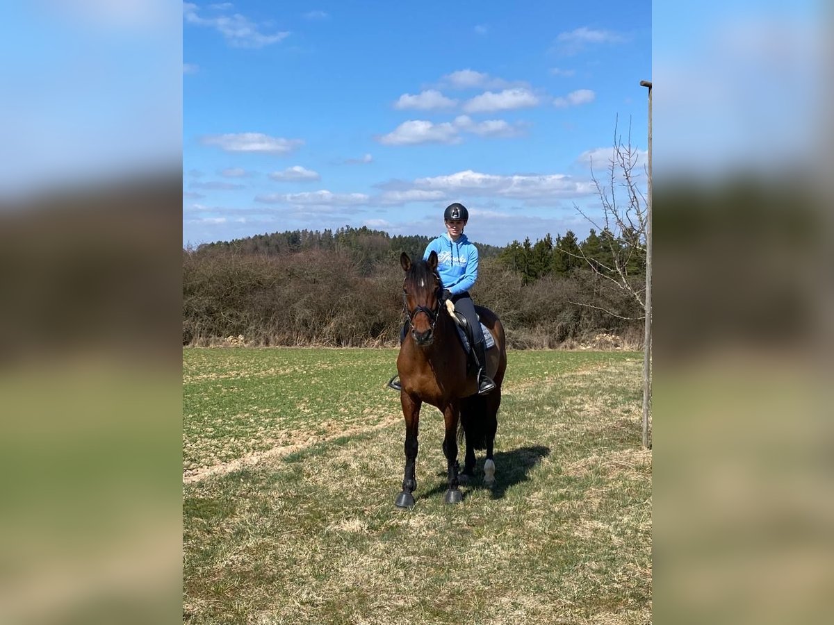 Holsteiner Wallach 14 Jahre 173 cm Brauner in Kirchensittenbach