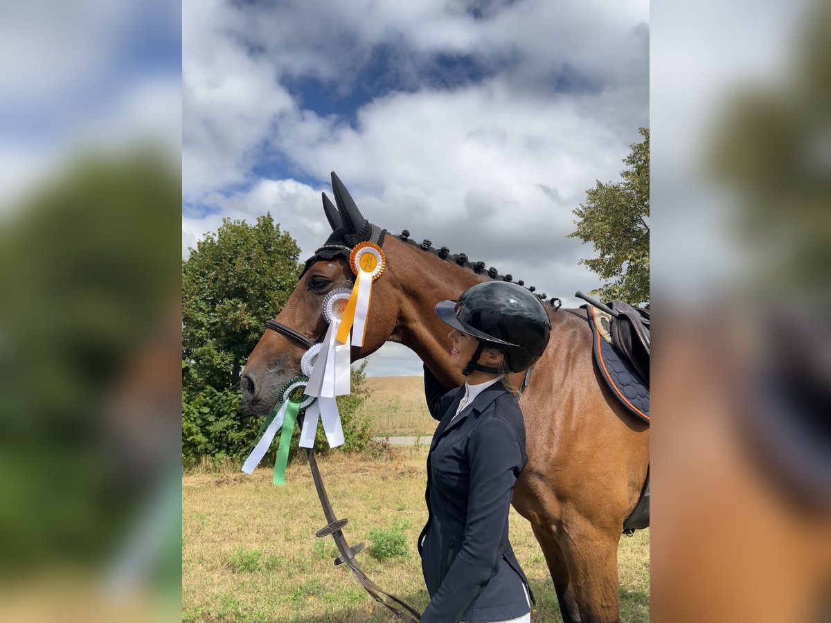 Holsteiner Wallach 14 Jahre 173 cm Brauner in Waiblingen