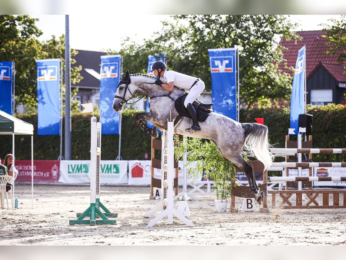 Holsteiner Wallach 14 Jahre 173 cm Schimmel in Hamm