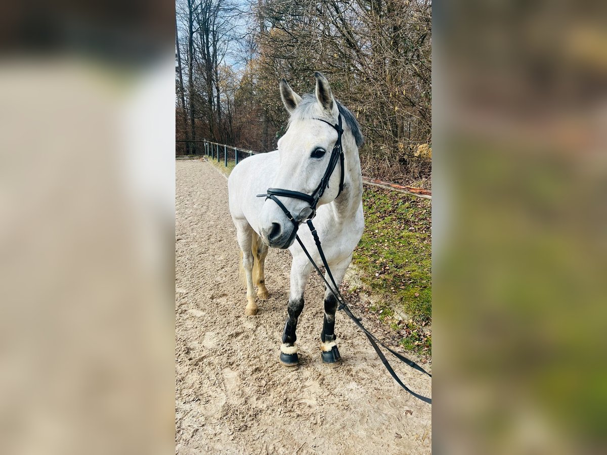 Holsteiner Wallach 14 Jahre 178 cm Schimmel in Aichwald