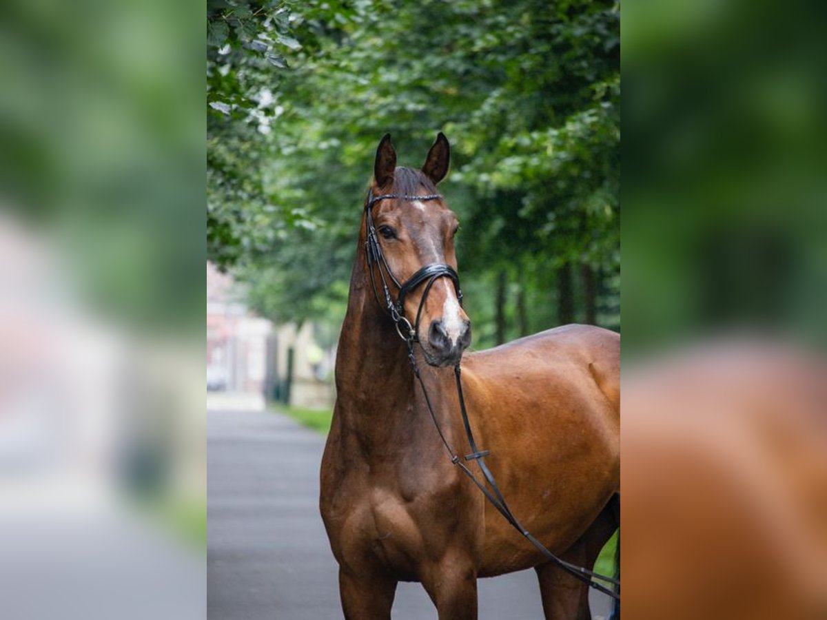 Holsteiner Wallach 14 Jahre 180 cm Brauner in Ascheberg