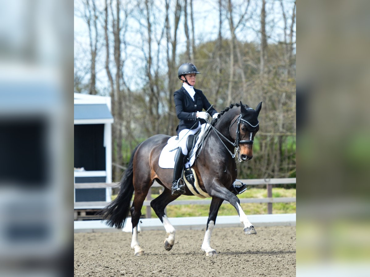 Holsteiner Wallach 15 Jahre 167 cm Dunkelbrauner in Freienwill