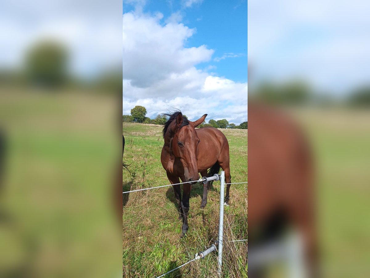 Holsteiner Mix Wallach 15 Jahre 170 cm Brauner in Bad Oldesloe