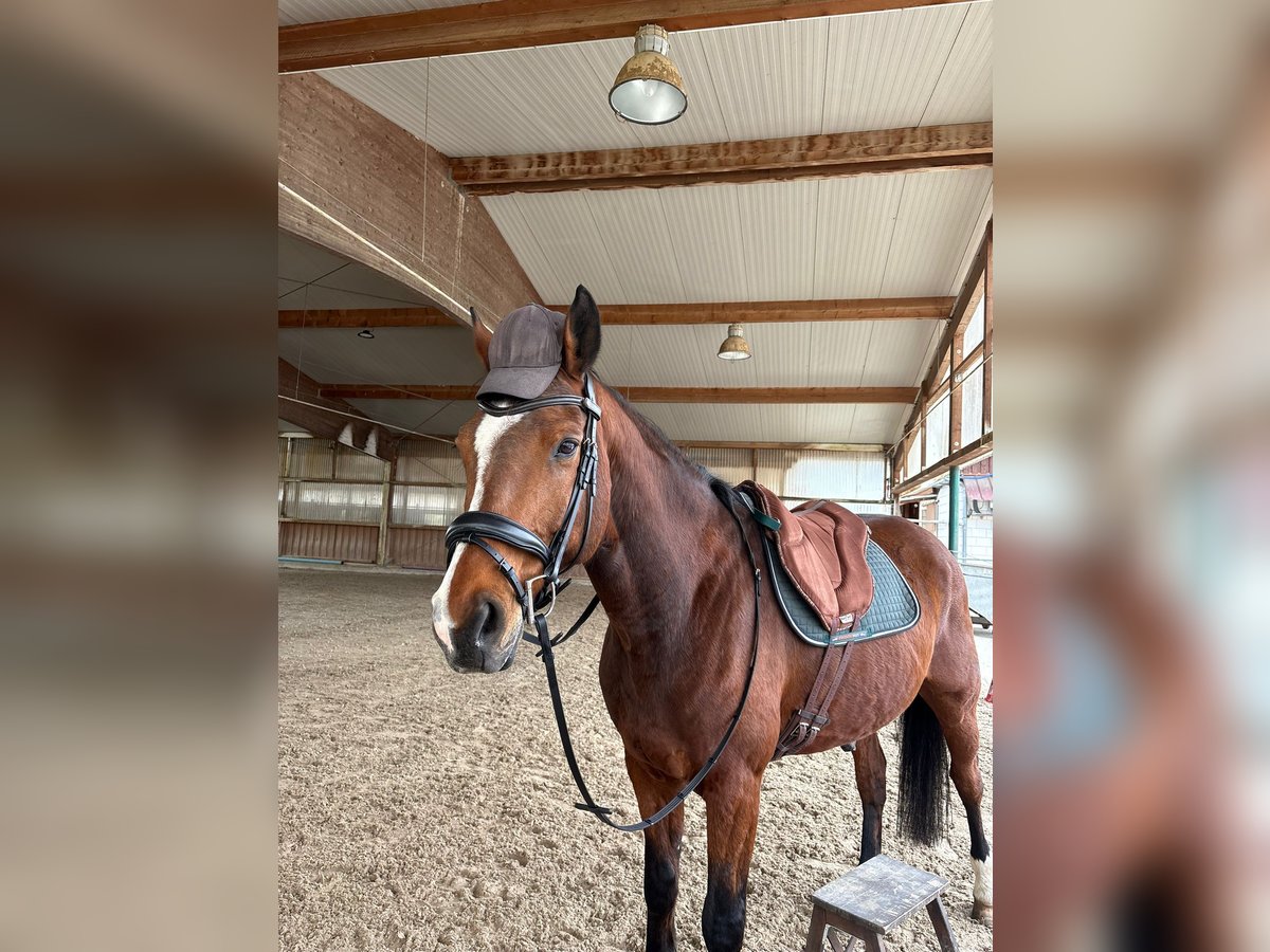 Holsteiner Wallach 15 Jahre 170 cm Brauner in Filderstadt