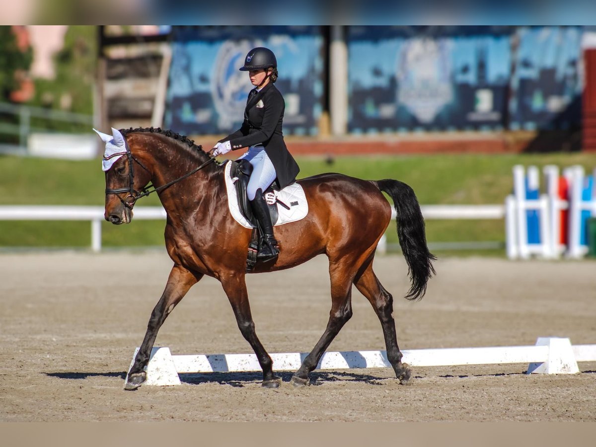 Holsteiner Wallach 15 Jahre 172 cm Brauner in Zagreb