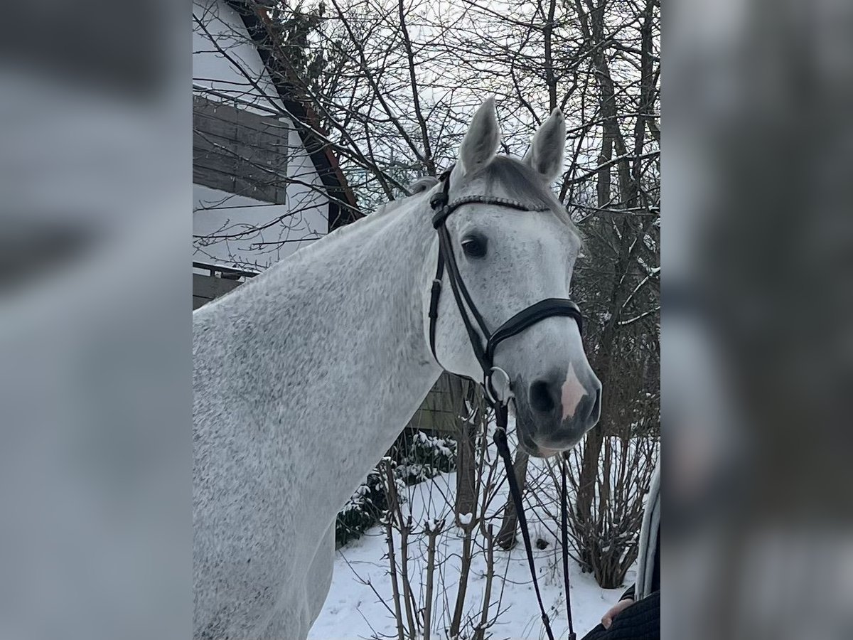 Holsteiner Wallach 15 Jahre 172 cm Schimmel in Gie&#xDF;en