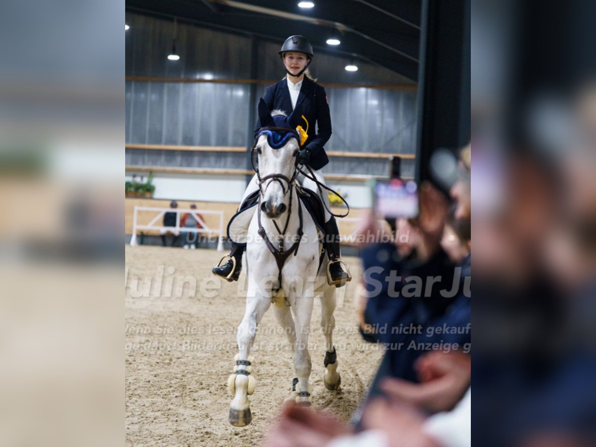 Holsteiner Wallach 15 Jahre 175 cm Schimmel in Staufenberg