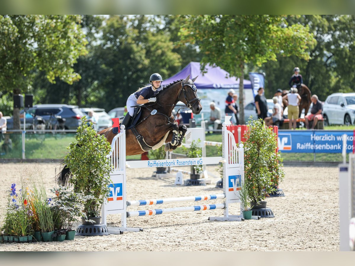 Holsteiner Wallach 15 Jahre 177 cm Schwarzbrauner in Freiberg am Neckar