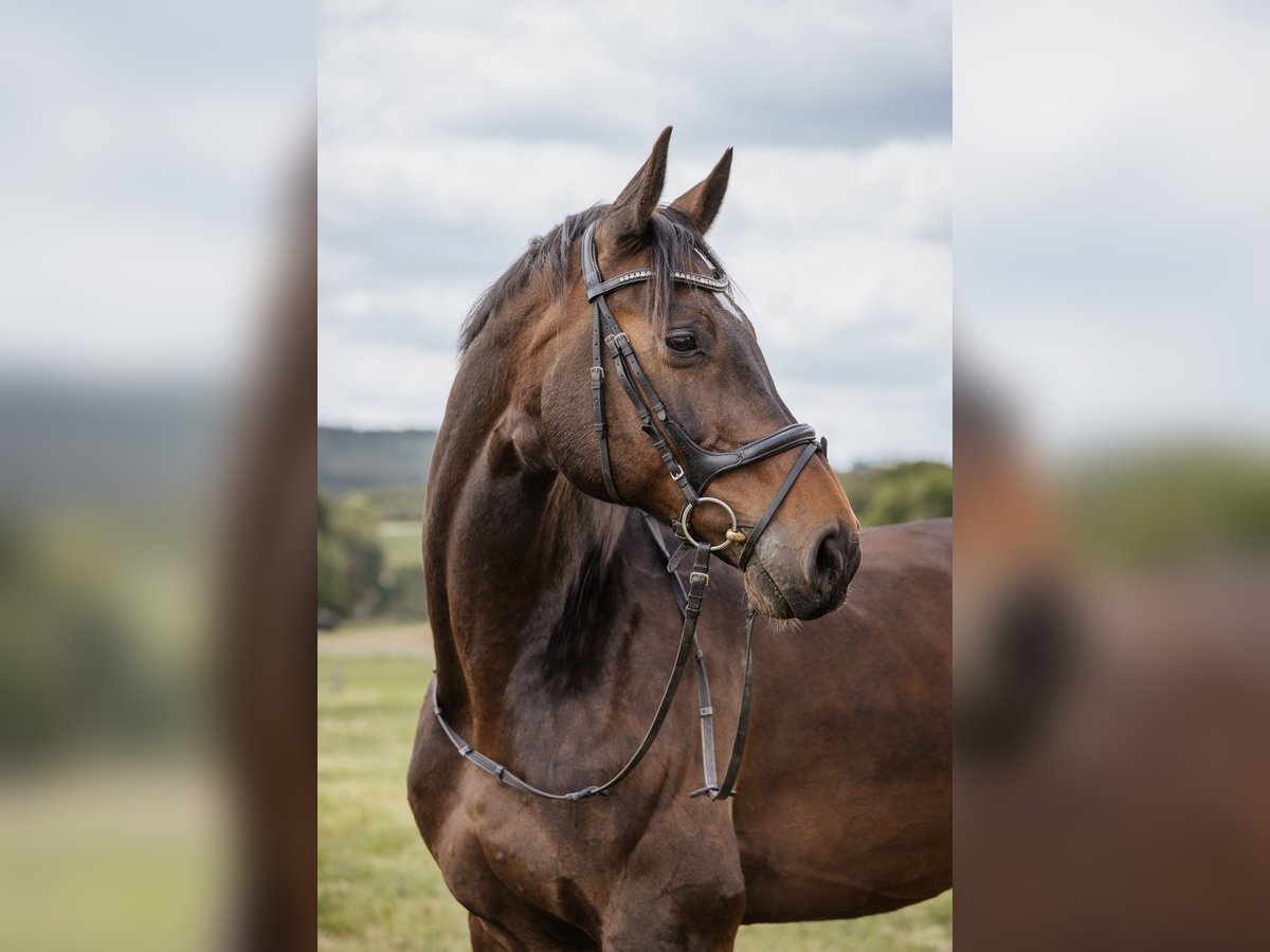 Holsteiner Wallach 15 Jahre 178 cm Brauner in Ellwangen (Jagst)